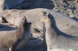 Northern Elephant Seals