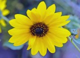 sunflower on a Nevada highway