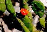 Desert Blooms & Succulents