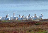 Bodega Bay  & The Sonoma Coast