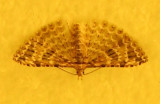 Moth1.jpg