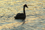 Winter Swan.jpg