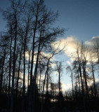 Winter trees.jpg