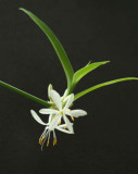 Spider Plant Flower.jpg