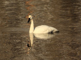 Swan Feb.JPG