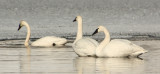 Swans Feb.JPG