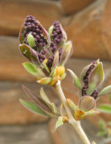 Lilac bud2.jpg