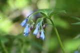 Tall Bluebell2.jpg