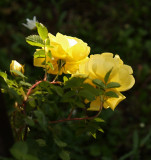 YellowRose3.jpg