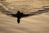 Ducks at Sunset.jpg