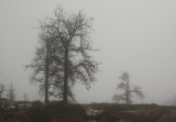 Trees Bleak Winter.jpg