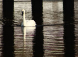 Swans7.jpg