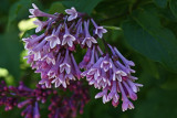 Lilac5.jpg