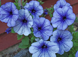 Blue Petunias.jpg