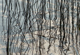 Reed Reflection.jpg