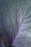 Leaf Patterns.jpg