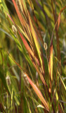 Fall Grass10.jpg