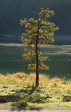 Lonely pine.jpg