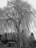 Windy Willow.jpg