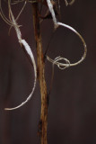 Fireweed  Seed.jpg