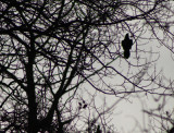 Crow in Bush2.jpg