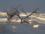 Snow Tree2.jpg