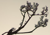 Frost flowers3.jpg