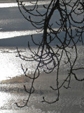 Branches  Ice.jpg