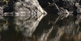River reflection.jpg