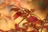 Fall leaves2.jpg