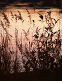 Grasses at Sunset.jpg