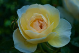 Crocus Rose