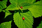 mint juleps?