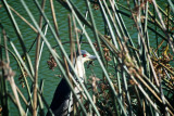 a very shy bird