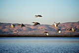 Flight