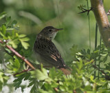 Grshoppsngare Grasshopper Warbler