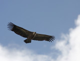 Gsgam black Vulture Spanien