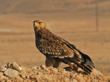 Imperial Eagle.juv Oman