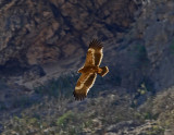 Steppe Eagle