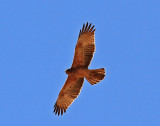 Bonellis Eagle juv.