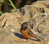 African Rock Bunting 001