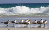 Swift Tern