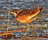 Pheasant-tailed Jacana