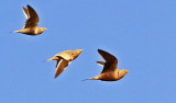 Chestnut-bellied Sandgrouse Brunbukig.jpg