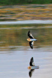 Little Pratincole