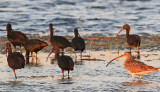 Glossy Ibis Curlew.