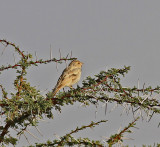 Desert Sparow. Aoussard