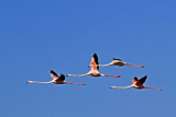 Greater Flamingo Dakhla