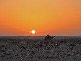Dromedar Western Sahara Dakhla