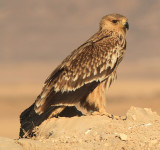 Imperial Eagle juv.